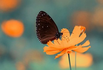 geschenke-blumen